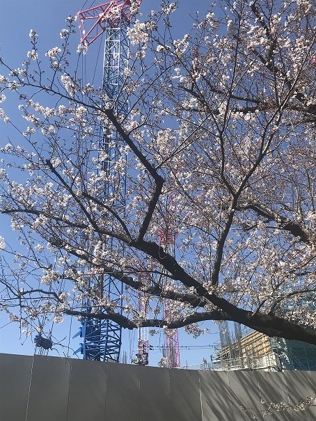 小竹向原の桜